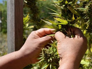 En el año 2021, la SCJN declaró como inconstitucional la prohibición absoluta del consumo lúdico o recreativo de cannabis. SUN/ARCHIVO