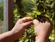En el año 2021, la SCJN declaró como inconstitucional la prohibición absoluta del consumo lúdico o recreativo de cannabis. SUN/ARCHIVO