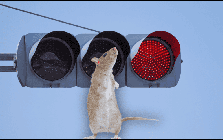 En algunos puntos encontraron animales electrocutados, declaró el director de Tránsito y Policía Vial municipal. ESPECIAL / CANVA