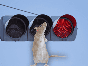 En algunos puntos encontraron animales electrocutados, declaró el director de Tránsito y Policía Vial municipal. ESPECIAL / CANVA