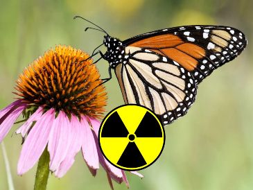 Miles de mariposas migran desde Canadá, atravesando Estados Unidos y llegan a la región de Michoacán y del Estado de México para hibernar y reproducirse en el algodoncillo. EFE / ARCHIVO