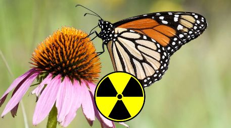 Miles de mariposas migran desde Canadá, atravesando Estados Unidos y llegan a la región de Michoacán y del Estado de México para hibernar y reproducirse en el algodoncillo. EFE / ARCHIVO