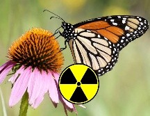Miles de mariposas migran desde Canadá, atravesando Estados Unidos y llegan a la región de Michoacán y del Estado de México para hibernar y reproducirse en el algodoncillo. EFE / ARCHIVO