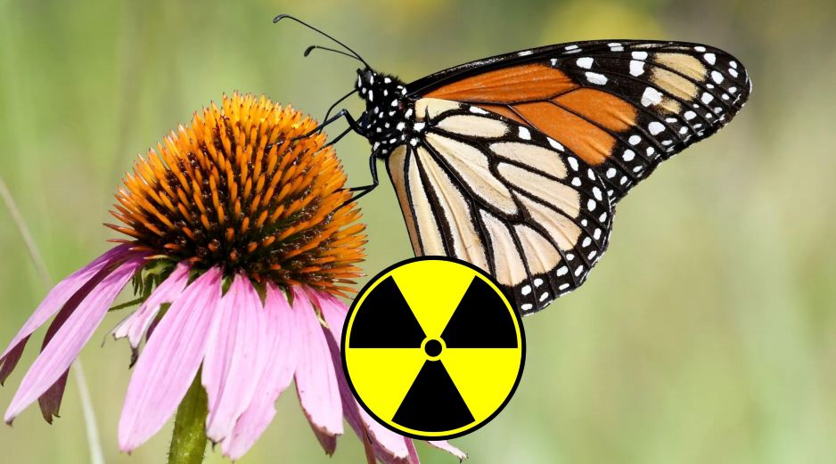 Miles de mariposas migran desde Canadá, atravesando Estados Unidos y llegan a la región de Michoacán y del Estado de México para hibernar y reproducirse en el algodoncillo. EFE / ARCHIVO