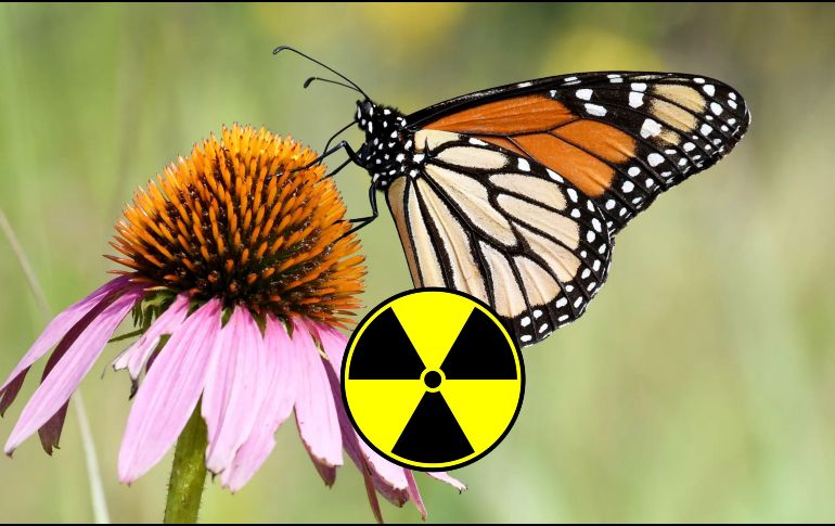 Miles de mariposas migran desde Canadá, atravesando Estados Unidos y llegan a la región de Michoacán y del Estado de México para hibernar y reproducirse en el algodoncillo. EFE / ARCHIVO