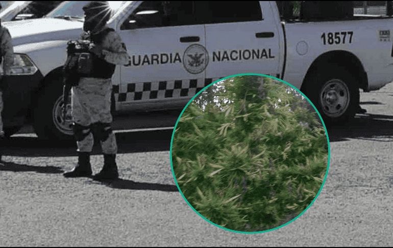 Los dos plantíos fueron localizados en un municipio de Culiacán, Sinaloa. SUN / ARCHIVO / ESPECIAL / SSC