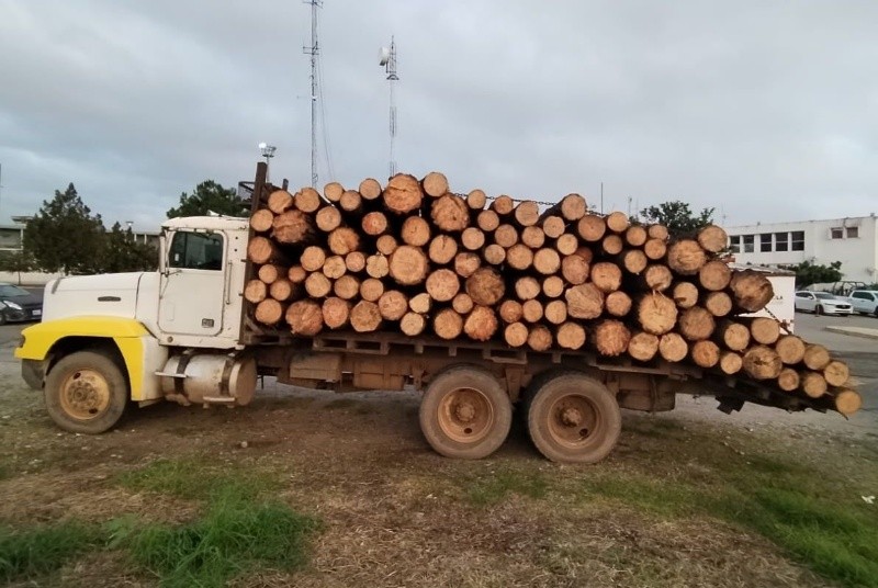 Otra de las situaciones que ha atendido la Policía Estatal de Caminos es&nbsp; la tala y transporte ilegal de recursos forestales. ESPECIAL / Secretaría de Seguridad