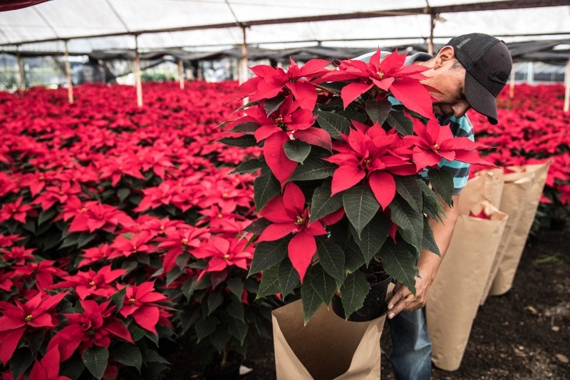 En regiones como Xochimilco y San Gregorio Atlapulco se cultivan miles de Nochebuenas que embellecen hogares en todo el país. SUN/ARCHIVO 
