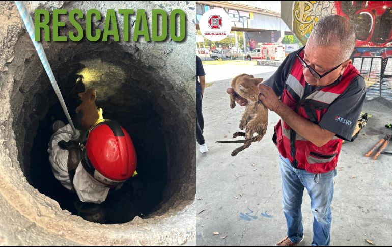 El día de ayer, Bomberos de Guadalajara lograron rescatar a un gato que llevaba varios días atorado en un pozo. ESPECIAL / FACEBOOK Protección Civil y Bomberos GDL