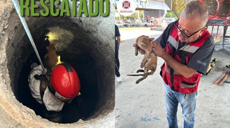 El día de ayer, Bomberos de Guadalajara lograron rescatar a un gato que llevaba varios días atorado en un pozo. ESPECIAL / FACEBOOK Protección Civil y Bomberos GDL
