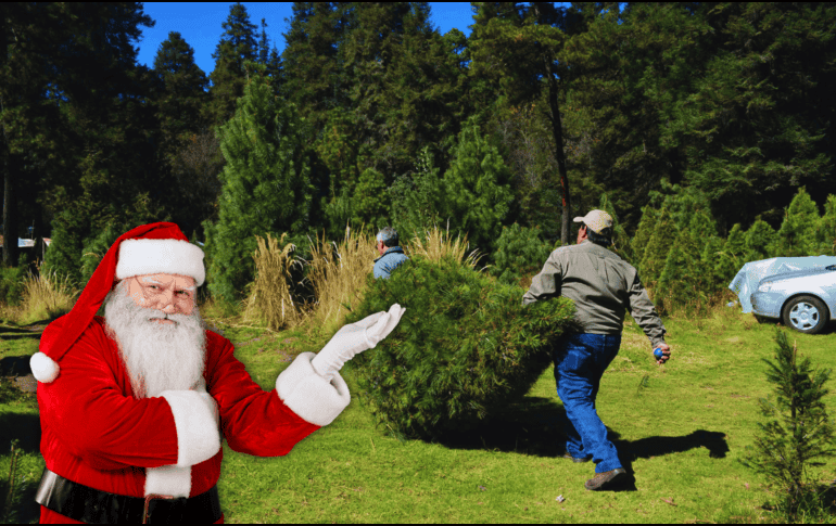 Descubre dónde comprar el árbol de Navidad ideal en CDMX