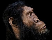 La geología, subraya, que esta especie es clave para entender esa evolución, pues otorga el contexto físico y cronológico que da valor a los fósiles. ARCHIVO / AP