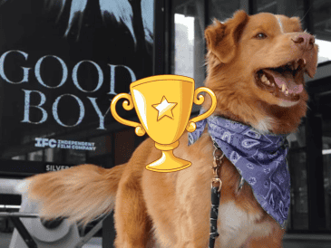 La cinta inicia con una escena inquietante en la que Indy observa fijamente un rincón de la habitación con evidente alarma, mientras su dueño comienza a escupir sangre y tiene dificultades para respirar. INSTAGRAM/@goodboy.film