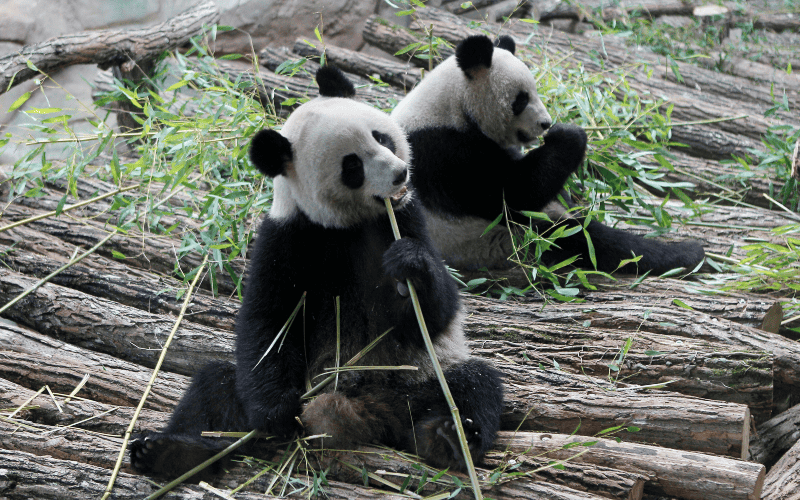 A través de un panel de cristal, el panda macho Yuan Zi, derecha, y la hembra Huan Huan, se alimentan da bambú en el Zoo Parc de Beauval. AP / ARCHIVO