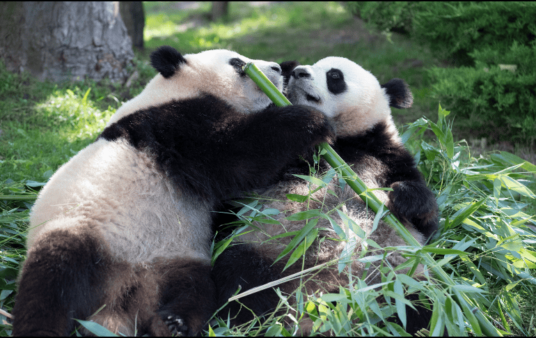 Dos pandas veteranos, que llegaron en 2012 al zoo de Beauval, en el centro de Francia, salieron este martes hacia China para pasar la última etapa de sus vidas. EFE / ARCHIVO