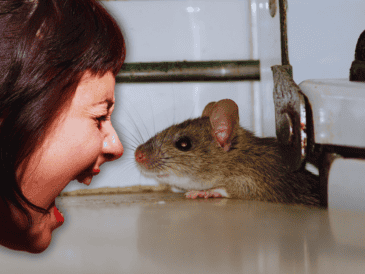 Estas acciones reducen tanto las fuentes de alimento como los refugios donde las ratas pueden esconderse. ESPECIAL / CANVA