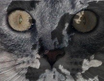 Una investigación marca un cambio de paradigma sobre lo que se creía de la llegada del gato doméstico al mundo europeo. NTX / ARCHIVO