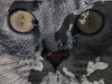 Una investigación marca un cambio de paradigma sobre lo que se creía de la llegada del gato doméstico al mundo europeo. NTX / ARCHIVO