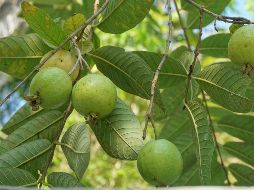 Se recomienda consultar a un profesional de la salud antes de incorporar cualquier remedio herbal a la dieta, especialmente si se padece alguna condición médica. Unsplash