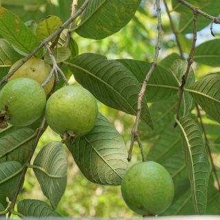Estos son los beneficios del té de hojas de guayaba