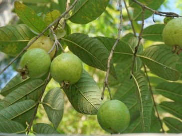 Se recomienda consultar a un profesional de la salud antes de incorporar cualquier remedio herbal a la dieta, especialmente si se padece alguna condición médica. Unsplash