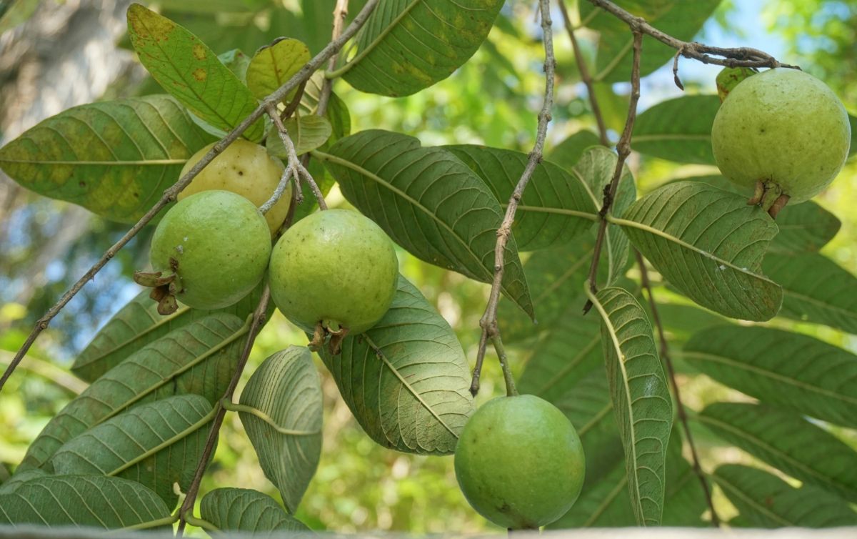 Estos son los beneficios del té de hojas de guayaba | El Informador