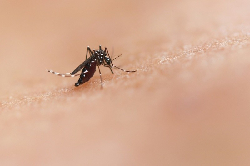Los mosquitos tigre se están expandiendo más allá de las zonas tropicales y subtropicales tradicionales, alcanzando regiones incluso en Europa. UNSPLASH&nbsp;