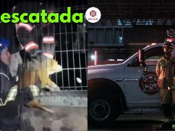 La perrita fue dócil y se mantuvo tranquila durante el rescate. ESPECIAL / FACEBOOK Protección Civil y Bomberos GDL / EL INFORMADOR / ARCHIVO