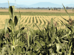 Entre los acuerdos está la exclusión de los granos básicos y las oleaginosas en la próxima negociación del T-MEC. EL INFORMADOR/ARCHIVO