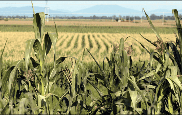 Entre los acuerdos está la exclusión de los granos básicos y las oleaginosas en la próxima negociación del T-MEC. EL INFORMADOR/ARCHIVO