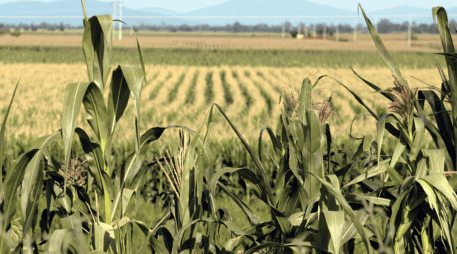 Entre los acuerdos está la exclusión de los granos básicos y las oleaginosas en la próxima negociación del T-MEC. EL INFORMADOR/ARCHIVO