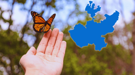 Cada otoño millones de mariposas monarca viajan 4 mil kilómetros desde Canadá y EU hasta los santuarios de Michoacán y el Estado de México para pasar el invierno. ESPECIAL / CANVA