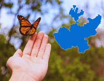 Cada otoño millones de mariposas monarca viajan 4 mil kilómetros desde Canadá y EU hasta los santuarios de Michoacán y el Estado de México para pasar el invierno. ESPECIAL / CANVA