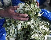 La recomendación final de la Organización Mundial de la Salud (OMS) supone que la hoja de coca siga en esa Lista I. EFE / ARCHIVO