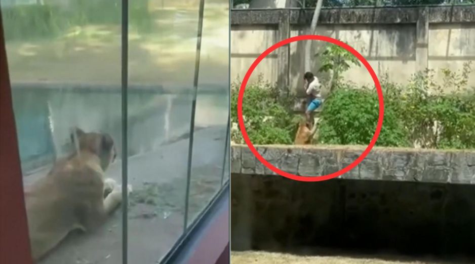 En las imágenes se observa al hombre descendiendo por el tronco de un árbol mientras la leona se aproxima lentamente. EFE