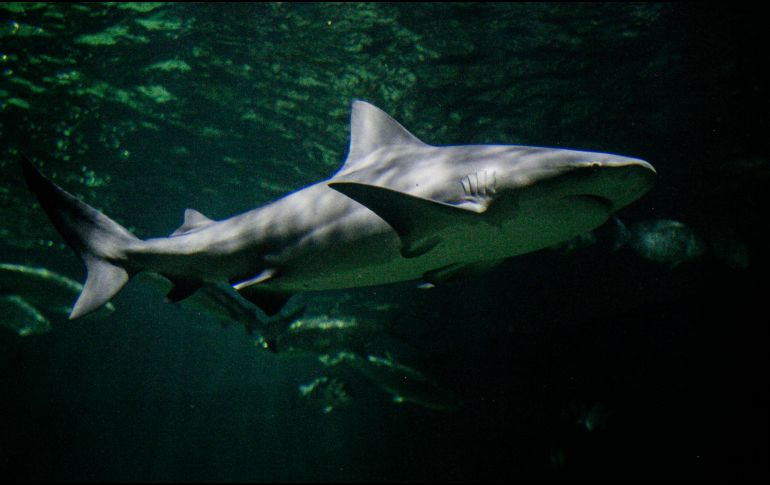 Este descubrimiento aporta pistas clave sobre cómo era la vida marina en el vasto océano que dominaba el continente. EL INFORMADOR/ARCHIVO