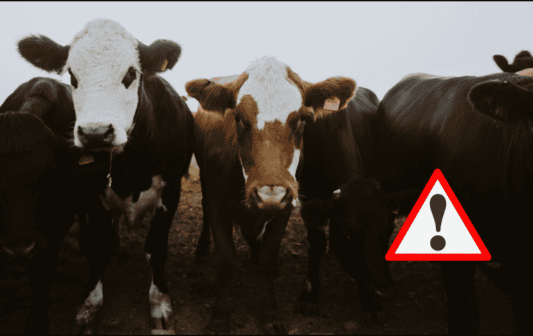 A partir de hoy, 2 de diciembre de 2025, los movilizadores de ganado bovino, bufalino, bisontes, ovino, caprino, porcino y aves deben cumplir con lo establecido en las disposiciones legales. UNSPLASH / CANVA