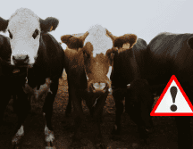 A partir de hoy, 2 de diciembre de 2025, los movilizadores de ganado bovino, bufalino, bisontes, ovino, caprino, porcino y aves deben cumplir con lo establecido en las disposiciones legales. UNSPLASH / CANVA