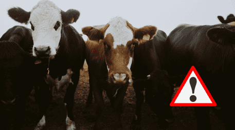 A partir de hoy, 2 de diciembre de 2025, los movilizadores de ganado bovino, bufalino, bisontes, ovino, caprino, porcino y aves deben cumplir con lo establecido en las disposiciones legales. UNSPLASH / CANVA