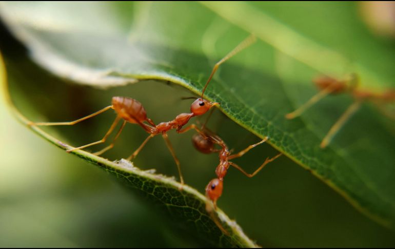 ¿Cuál es la medida que toman las crías de hormiga cuando están enfermas? UNSPLASH / MD_JERRY