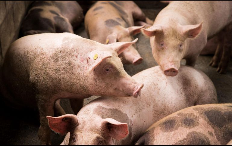 Por su parte, el Reino Unido permite la importación si los alimentos han sido sometidos a tratamiento térmico con una temperatura mínima de 70° centígrados. EFE / ARCHIVO