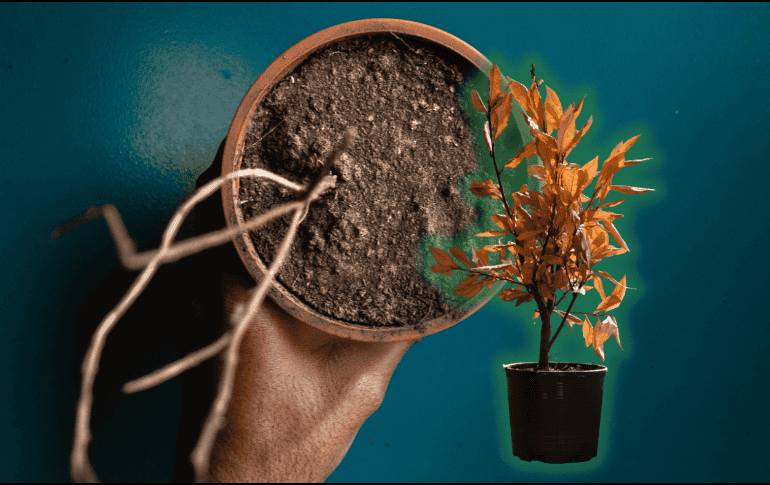 Conoce el truco eficaz para rescatar a tus plantas antes de secarse y devolverles su vitalidad. ESPECIAL/Unplash