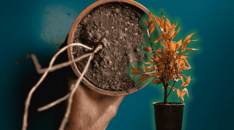 Conoce el truco eficaz para rescatar a tus plantas antes de secarse y devolverles su vitalidad. ESPECIAL/Unplash