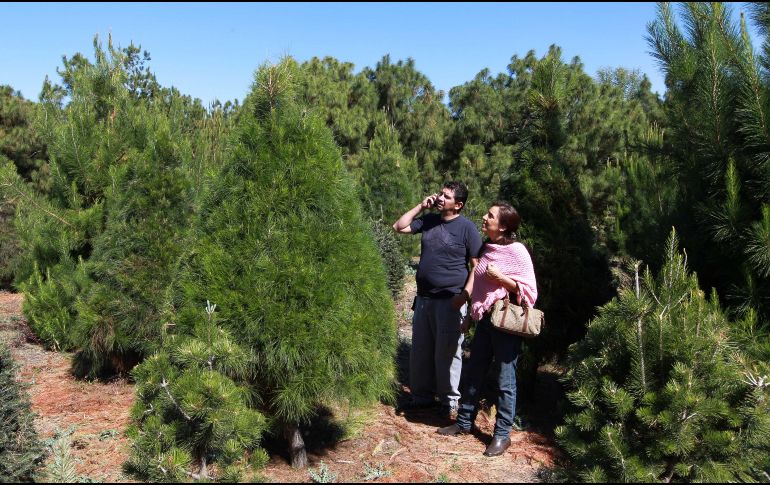 En Guadalajara existen alternativas confiables donde puedes adquirir un árbol de calidad para complementar la decoración navideña. EL INFORMADOR/ARCHIVO
