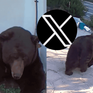 Oso se instala en el sótano de una casa y se hace viral | VIDEO