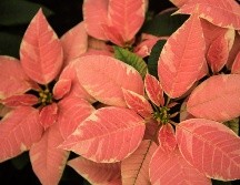 La Secretaría del Medio Ambiente brindó algunos consejos para el cuidado de las nochebuenas. SUN/ ARCHIVO