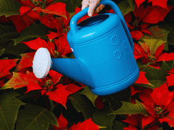 Las nochebuenas necesitan ser regadas cada tercer día, sólo trata de humedecer la tierra pero no llenes la maceta de agua. ESPECIAL / CANVA