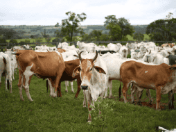 El grupo GCMA considera que el gobierno debe darle importancia a la grave situación, y proporcionar los recursos necesarios para la sanidad de los animales. CANVA