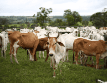 El grupo GCMA considera que el gobierno debe darle importancia a la grave situación, y proporcionar los recursos necesarios para la sanidad de los animales. CANVA