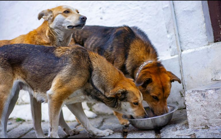 ¿Cómo proteger a los perros del gusano barrenador? UNSPLASH / A. ANDERSEN